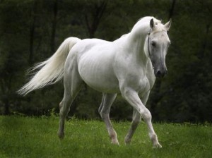 Белый Конь