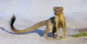 Slender-Mongoose